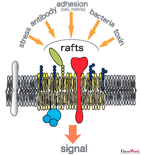 glycolipid fig