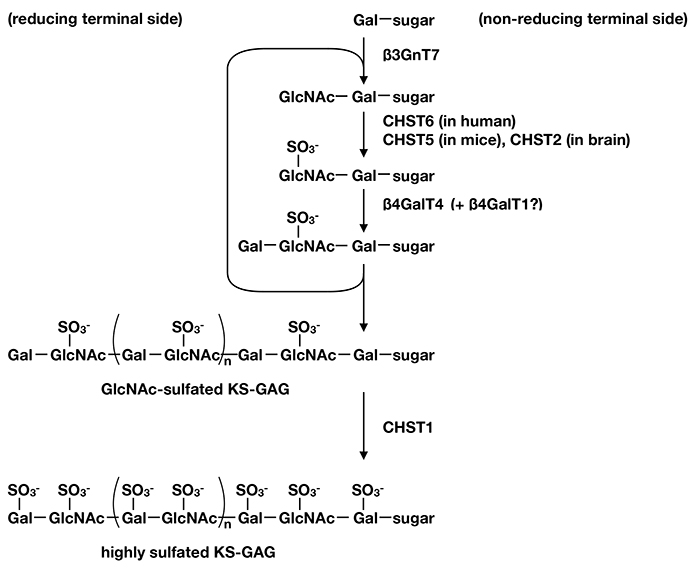 Fig